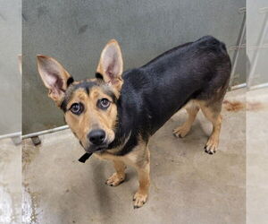 German Shepherd Dog-Unknown Mix Dogs for adoption in La Porte, IN, USA