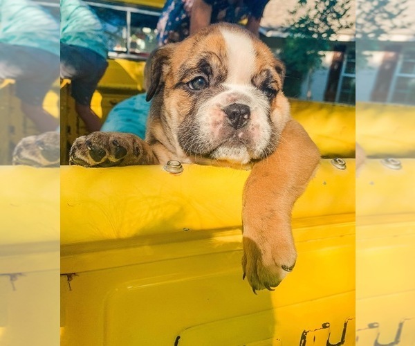 Medium Photo #3 English Bulldog Puppy For Sale in DURANT, OK, USA