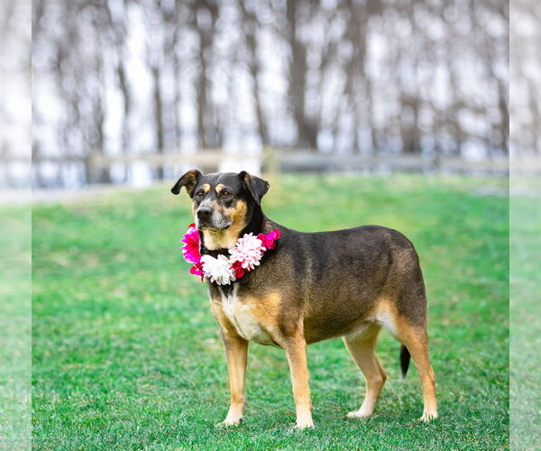 Medium Photo #4 Mutt Puppy For Sale in Unionville, PA, USA