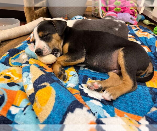 Medium Photo #4 Australian Shepherd-Unknown Mix Puppy For Sale in OKLAHOMA CITY, OK, USA