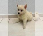 Small #4 Pomsky