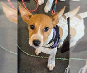 Pepin - Male Mutt Dog for Adoption - Photo #3