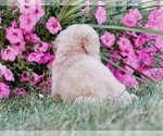 Small #3 Goldendoodle