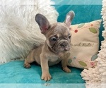 Small #6 French Bulldog