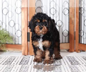 Cavapoo Puppy for sale in NAPLES, FL, USA