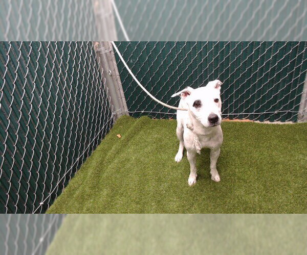Medium Photo #1 Mutt Puppy For Sale in Downey, CA, USA