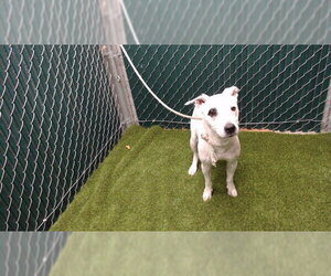 Mutt Dogs for adoption in Downey, CA, USA