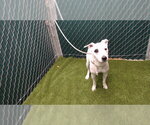 Small Mutt