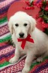 Small Photo #7 English Cream Golden Retriever Puppy For Sale in PLYMOUTH, OH, USA