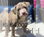 Small Photo #5 American Bully Puppy For Sale in BEECH GROVE, IN, USA