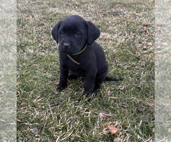 Medium Photo #7 Labrador Retriever Puppy For Sale in WAKARUSA, IN, USA