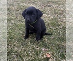 Small #6 Labrador Retriever