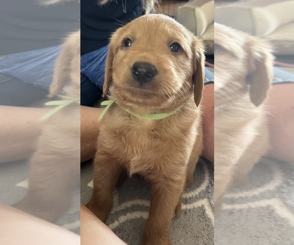 Medium Photo #17 Goldendoodle-Labrador Retriever Mix Puppy For Sale in CAVE CREEK, AZ, USA
