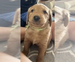 Small #5 Goldendoodle-Labrador Retriever Mix