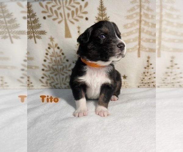 Medium Photo #4 Australian Shepherd Puppy For Sale in OLD LYME, CT, USA