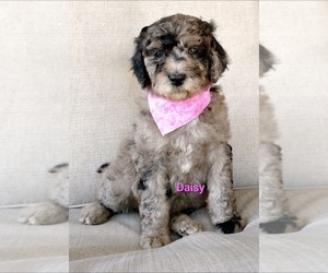 Poodle (Standard) Puppy for Sale in NEW YORK MILLS, Minnesota USA