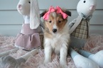 Small Photo #5 Shetland Sheepdog Puppy For Sale in HONEY BROOK, PA, USA