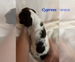 Small Photo #3 English Springer Spaniel Puppy For Sale in DILLSBURG, PA, USA