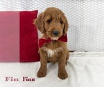 Puppy FINN Goldendoodle