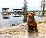 Small #2 American Pit Bull Terrier Mix