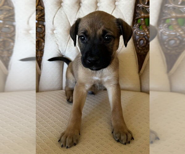 Medium Photo #2 Mutt Puppy For Sale in Mundelein, IL, USA