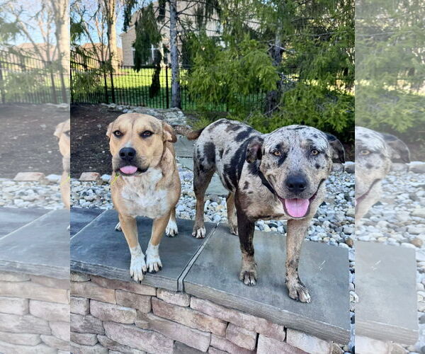 Medium Photo #3 Catahoula Leopard Dog-Unknown Mix Puppy For Sale in Germantown, OH, USA