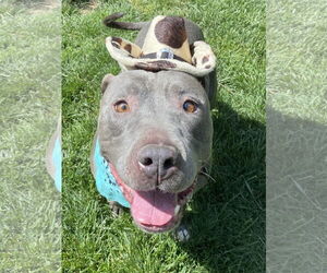 Lenny - Male American Pit Bull Terrier-American Staffordshire Terrier Mix Dog for Adoption - Photo #7