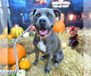 Mutt Dogs for adoption in Long Beach, CA, USA