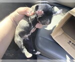Small #1 Siberian Husky Mix