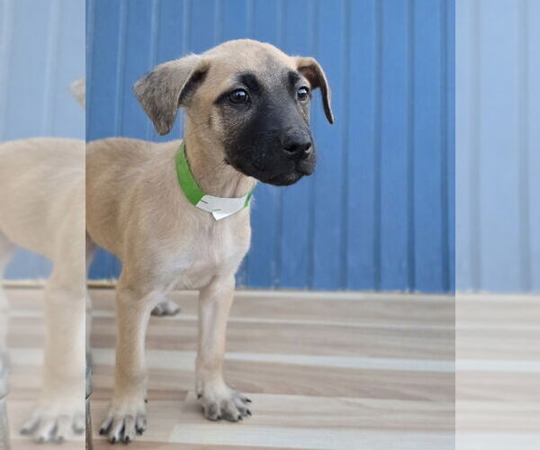 Medium Photo #2 German Shepherd Dog-Unknown Mix Puppy For Sale in Lakewood, CO, USA