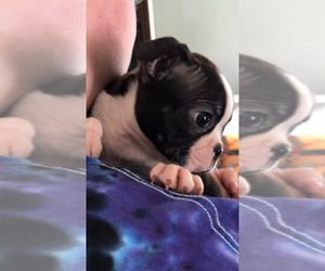 Boston Terrier Puppy for sale in MIDDLETON, MA, USA