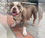 Small #2 American Staffordshire Terrier Mix