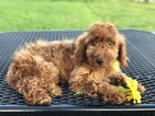 Small Goldendoodle