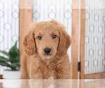 Small Photo #2 Goldendoodle Puppy For Sale in NAPLES, FL, USA