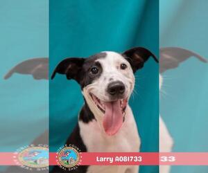 Labrador Retriever-Unknown Mix Dogs for adoption in Mobile, AL, USA