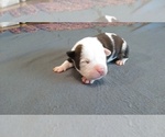 Small Photo #1 American Pit Bull Terrier Puppy For Sale in WENATCHEE, WA, USA