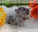 Small Photo #8 French Bulldog Puppy For Sale in BLACK WALNUT, MO, USA