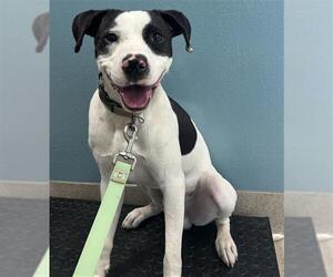 American Pit Bull Terrier-Unknown Mix Dogs for adoption in Newton, NC, USA