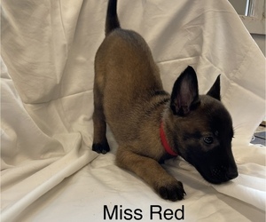 Belgian Malinois Puppy for sale in LABADIE, MO, USA