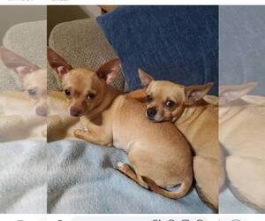 Chihuahua Dogs for adoption in hinckley, IL, USA