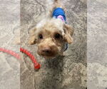 Small Poodle (Miniature)