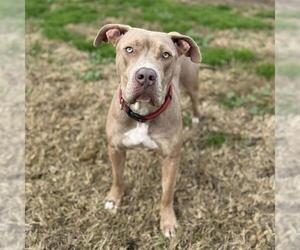 Mutt Dogs for adoption in Modesto, CA, USA