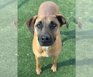 SAMSON - Male Mutt Dog for Adoption - Photo #5
