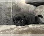 Puppy Cohl Pug