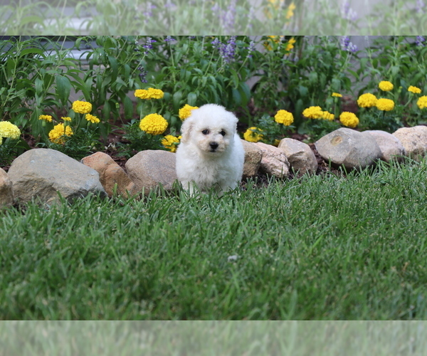 Medium Photo #4 Bichon Frise Puppy For Sale in HUMBOLDT, IL, USA