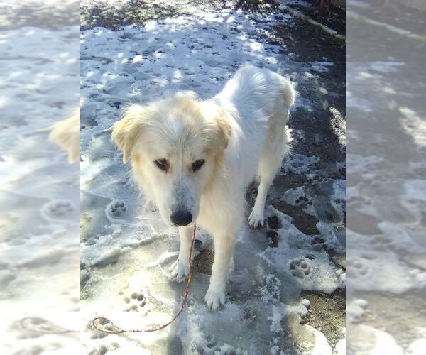 Medium Photo #3 Great Pyrenees Puppy For Sale in Spring, TX, USA
