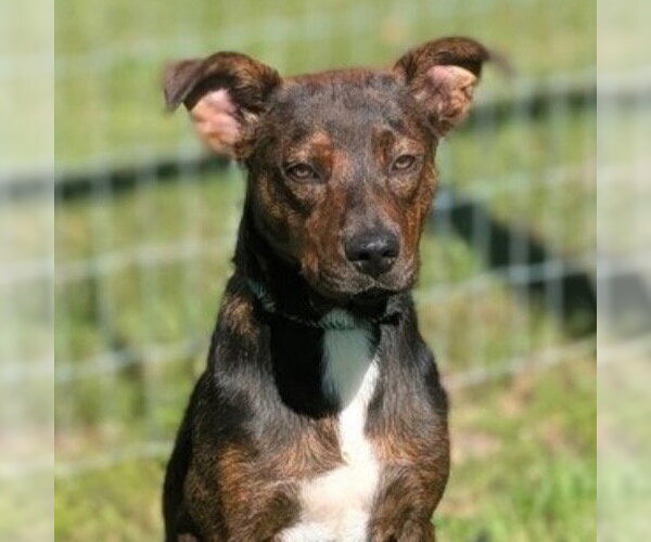Medium Photo #1 Plott Hound-Unknown Mix Puppy For Sale in Canton, CT, USA