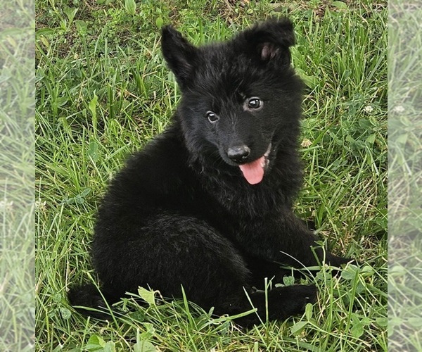Medium Photo #1 German Shepherd Dog Puppy For Sale in EOLIA, MO, USA
