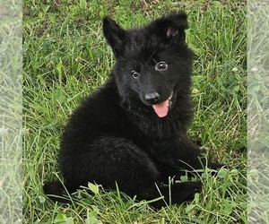 German Shepherd Dog Puppy for sale in EOLIA, MO, USA