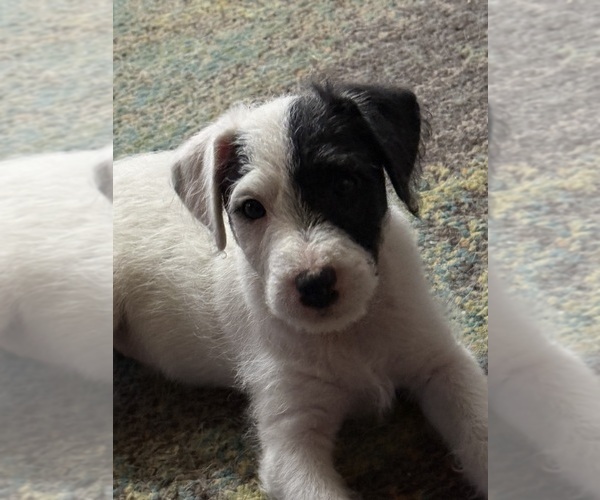 Medium Photo #3 Parson Russell Terrier Puppy For Sale in GRAHAM, WA, USA